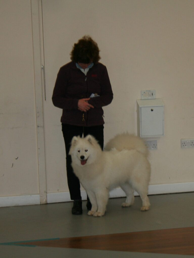 SBOL OPEN SHOW 22-02-2020 AMPTHILL Judge Mrs V Springhall